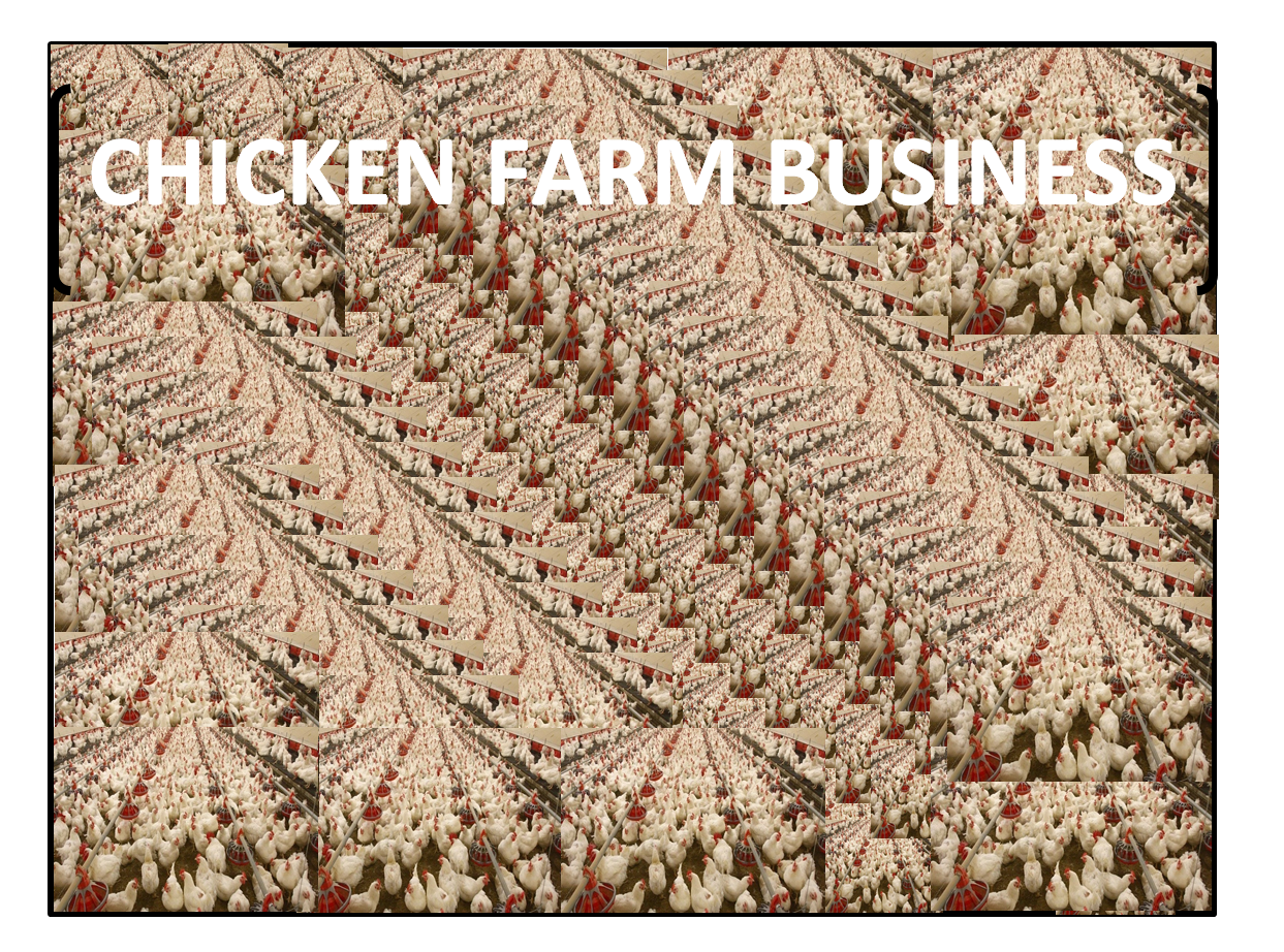 how to start a chicken farm business