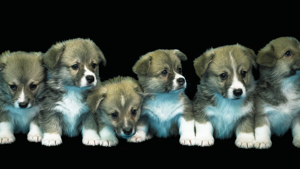 Pet breeding as one of the small business ideas in Nigeria 